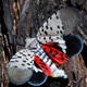 A spotted lanternfly at a vineyard in Kutztown, PA.